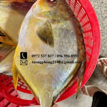 Cá Chim Tươi Ngon – Giá Trị Dinh Dưỡng Và Các Món Ăn Hấp Dẫn