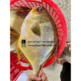 Cá Chim Tươi Ngon – Giá Trị Dinh Dưỡng Và Các Món Ăn Hấp Dẫn