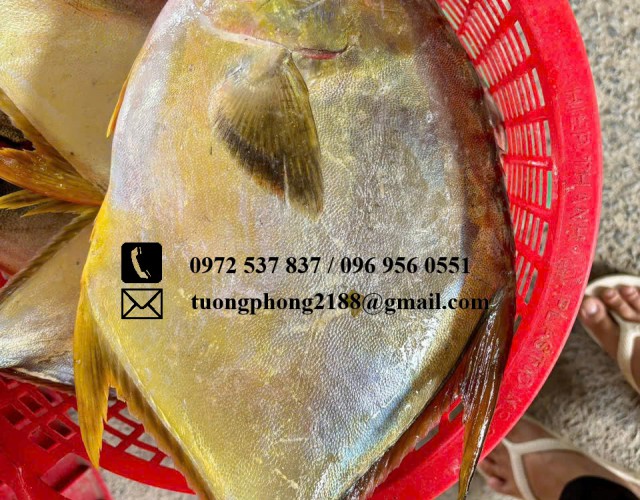 Cá Chim Làm Món Gì Ngon? 15 Món Ngon Dễ Làm Tại Nhà Kèm Bí Quyết Chế Biến
