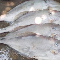 Cá bò da