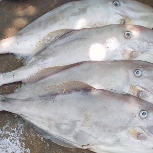 Cá bò da
