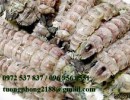 Thịt Tôm Tít Hấp Bia – Cách Làm Thơm Ngon, Giữ Trọn Vị Ngọt Tự Nhiên