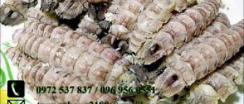 Thịt Tôm Tít Hấp Bia – Cách Làm Thơm Ngon, Giữ Trọn Vị Ngọt Tự Nhiên