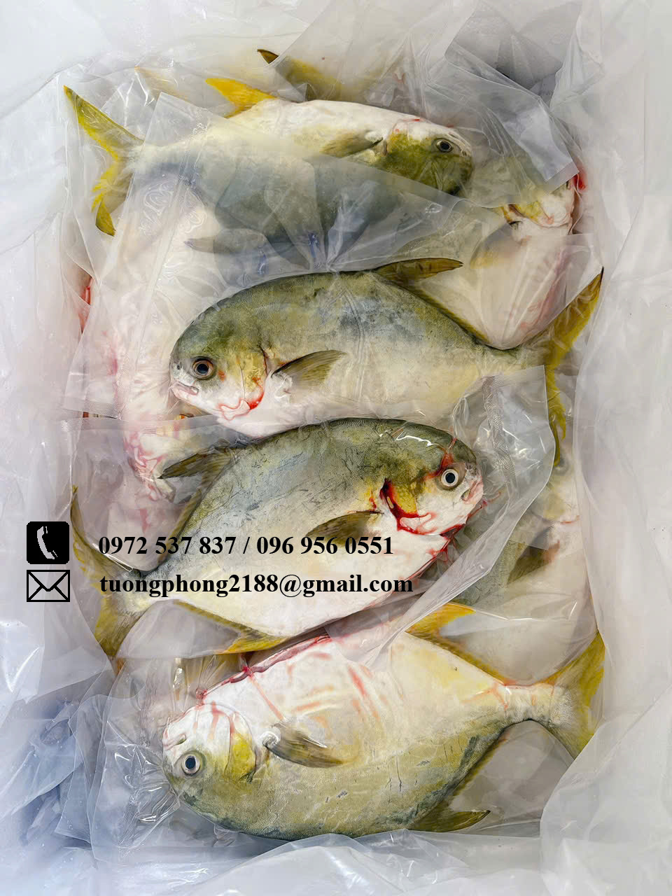 cá chim tươi Cá chim tươi