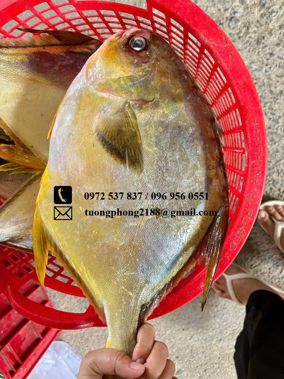 Cá chim tươi ngon chất lượng cao Cá chim tươi sống nguyên con vừa đánh bắt
