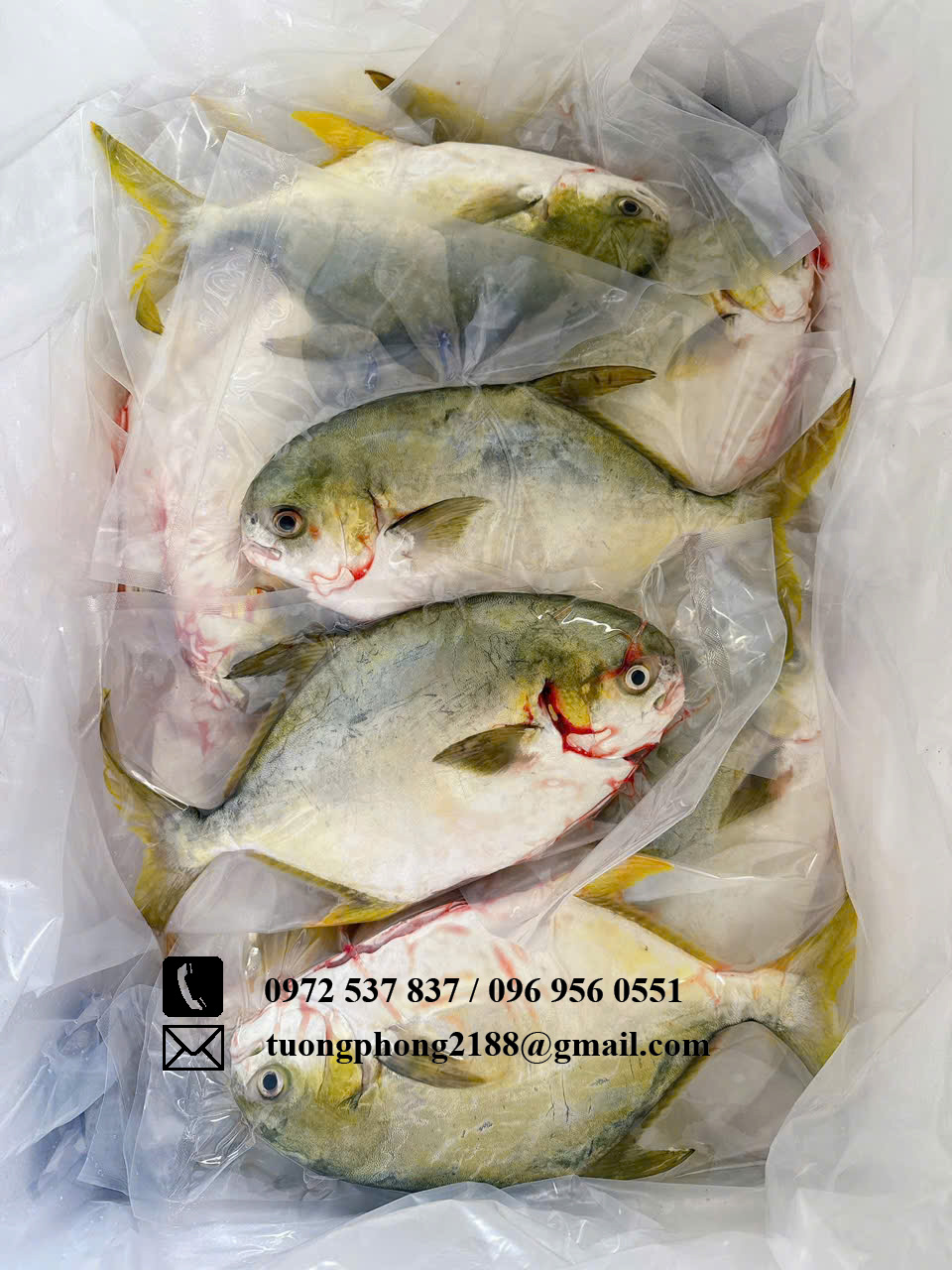 Cá chim tươ