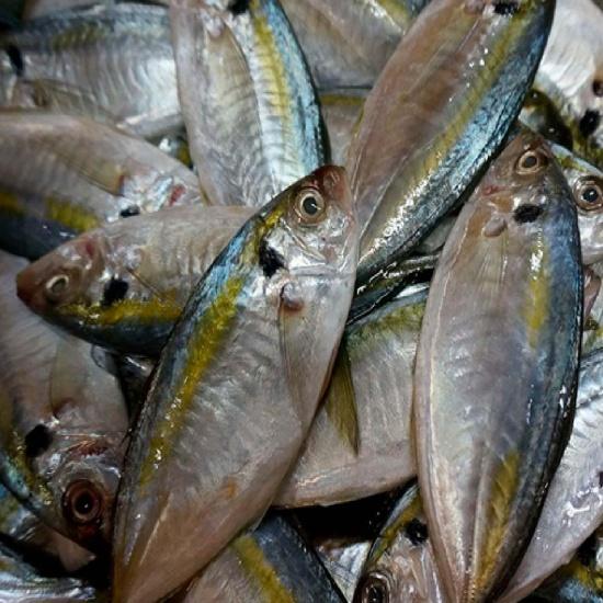 Cá chỉ vàng tươi